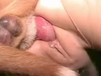 Lady's pussy got fucked by furry dog's hard cock